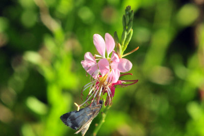 49cr375_021flora.jpg