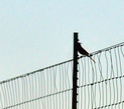 49cr375_024pyrrhuloxia.jpg