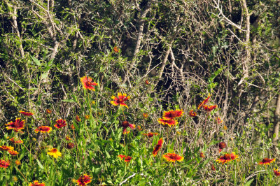 49cr375_044wildflowers.jpg