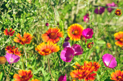 49cr375_060flora.jpg