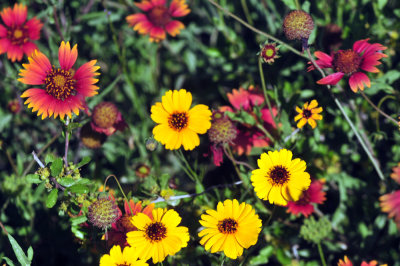 49cr375_062flora.jpg