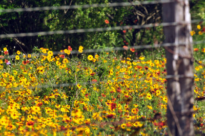49cr375_064flora.jpg