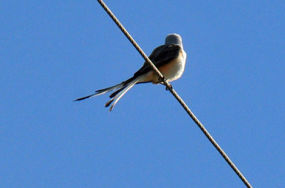 49cr375_067scissortail.jpg