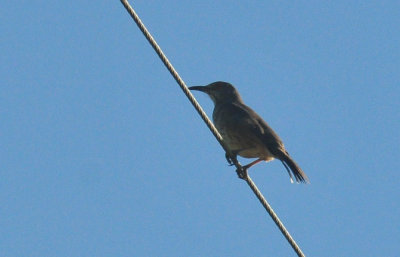 49cr375_068curvebilled.jpg