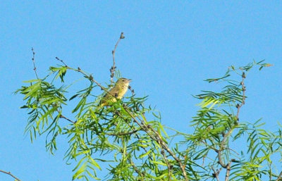 49cr375_073bird.jpg