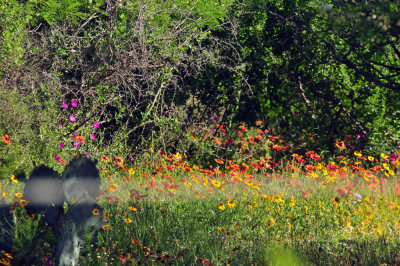 49cr375_088flora.jpg