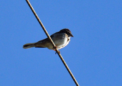49cr375_091larksparrow.jpg