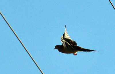 49cr375_093mourningdove.jpg