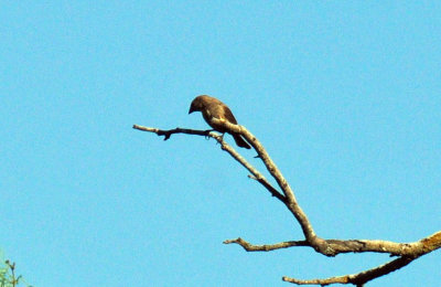 49cr375_096cowbird.jpg