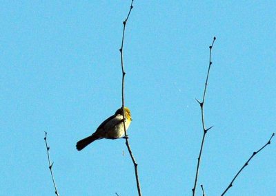 49cr375_107verdin.jpg