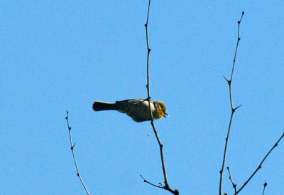 49cr375_108verdin.jpg