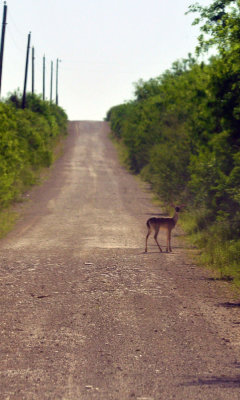 49cr375_112deer.jpg