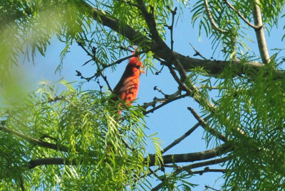 49cr375_146cardinal.jpg