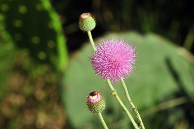 49cr375_154thistle.jpg