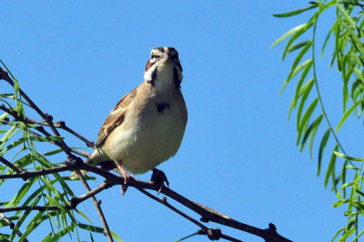 49cr375_161larksparrow.jpg