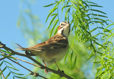 49cr375_165larksparrow.jpg
