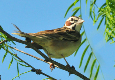 49cr375_168lark.jpg