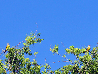49cr375_170kingbirds2.jpg