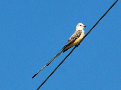 49cr375_183scissortailed.jpg