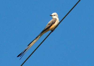 49cr375_186scissortailed.jpg