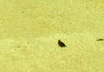 49cr375_189commongrounddove.jpg