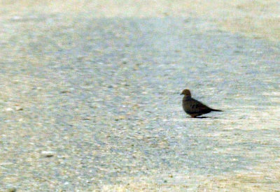 49cr375_209commongrounddove.jpg