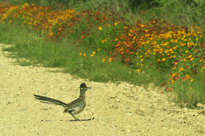 49cr375_222greaterroadrunner.jpg