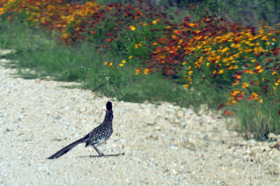 49cr375_225greaterroadrunner.jpg
