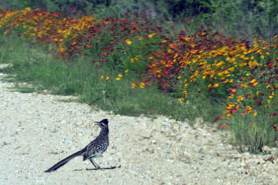 49cr375_227greaterroadrunner.jpg