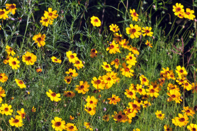 thelesperma.jpg
