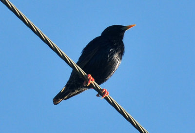 410cr365cooks_021europeanstarling.jpg