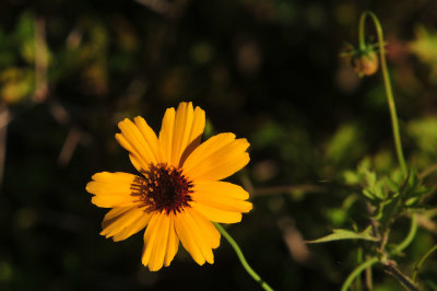 410cr365cooks_029thelesperma.jpg