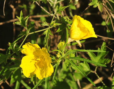 410cr365cooks_032yellow.jpg