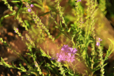 410cr365cooks_039purple.jpg