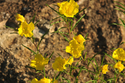 410cr365cooks_044yellow.jpg
