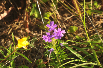 410cr365cooks_048verbena.jpg