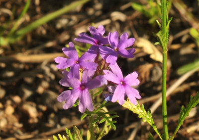 410cr365cooks_058verbena.jpg