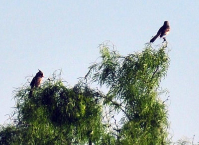 410cr365cooks_059pyrrhuloxiamockingbird.jpg