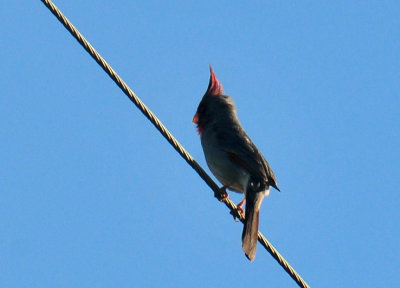 410cr365cooks_075pyrrhuloxia.jpg