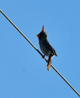 410cr365cooks_079pyrrhuloxia.jpg