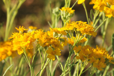 410cr365cooks_086yellow.jpg