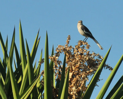 410cr365cooks_089nmockingbird.jpg