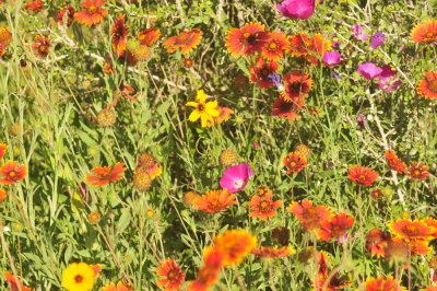 410cr365cooks_090flora.jpg
