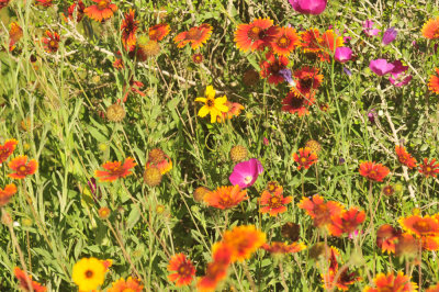 410cr365cooks_091flora.jpg