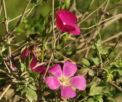 410cr365cooks_092flora.jpg