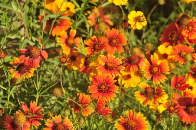 410cr365cooks_099flora.jpg