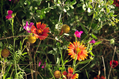 410cr365cooks_103flora.jpg