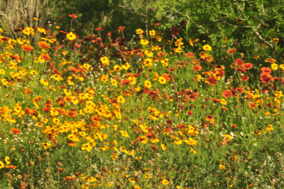 410cr365cooks_105flora.jpg