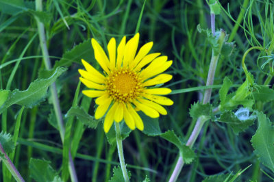 410cr365cooks_125yellow.jpg