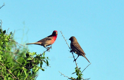410cr365cooks_131housefinch.jpg